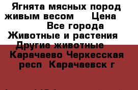 Ягнята мясных пород живым весом.  › Цена ­ 125 - Все города Животные и растения » Другие животные   . Карачаево-Черкесская респ.,Карачаевск г.